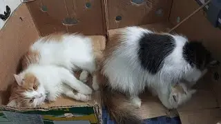Cute Cat