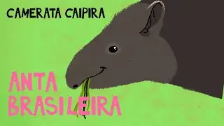 Anta Brasileira - Camerata Caipira