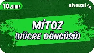 Mitoz (Hücre Döngüsü) | 10.Sınıf Biyoloji 