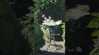 These birds are having a ball in my birdbath