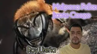 LA MELIPONA MAS GRANDE DE COSTA RICA 