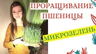 ► Как Прорастить Пшеницу на Микрозелень! ☘ Пророщенная Пшеница на Подоконнике ☘ ПРОСТЫЕ РЕЦЕПТЫ