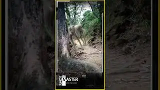 creature
