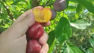 New! Plum Toka Bubblegum. Слива сорт Тока Баблгам(США). Смак жуйки з дитинства. Чудовий запилювач