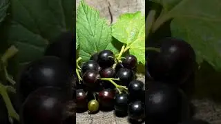 Чёрная Смородина Польза #смородина #фрукты  #витамины #лечит #топ #здоровье