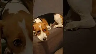 Собака не помещается на диване 🥺 