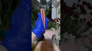 Утка бройлер вес  3.5 мес.