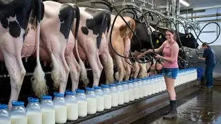The Biggest Dairy Farm in Europe: Innovations in Milking Technology