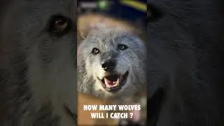 How many wolves can a man collect? 
