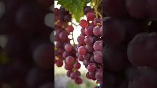 grape #fruits #grapetree #grape #shortsviral #viralvideo