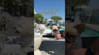 🫡🍾Pool-side bottle service only for the best #babblinbarb #duckytheyorkie Celebrating National Dog