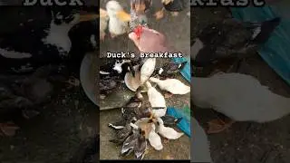 Ducks having their breakfast #shorts #viral #trending #trendingshorts #ducks