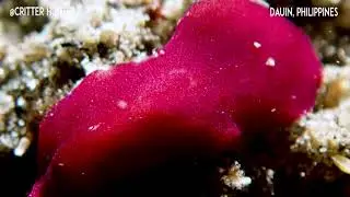 Pseudoceros rubronanus | Project Nudibranch