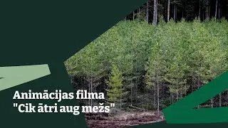 Cik ātri aug mežs
