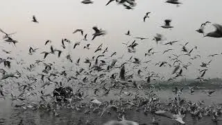 Wonderful experience at Yamuna ghat.... multitude of migratory Russian seagulls feeding early mornin