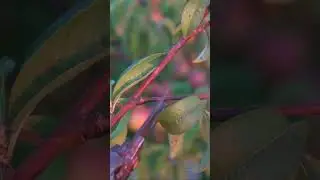 Avoid This Pruning Mistakes