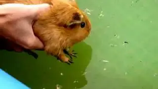 Cochon d'inde qui nage (Belle)