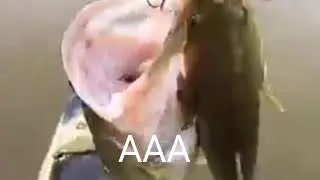 AAA