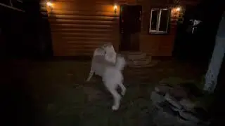 ПРИВЕТСТВЕННЫЙ ТАНЕЦ АЛАБАЕВ