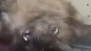 Exorcism of the dog Koohii 🤣🤣🤣 playtime
