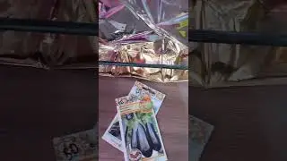 сею баклажаны..всходы перцев