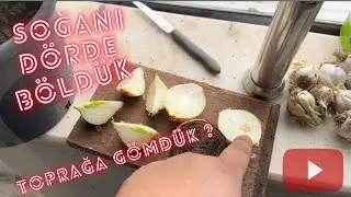 Soğan Deneylerine Devam 4 parcaya Böldüğümüz Soğan Yeşerdimi Acaba