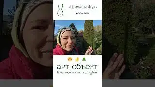 Обрезка ели колючей голубой