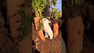 Lapin vs carottes #shorts