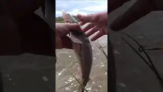 Fishing. An unexpected encounter. Red fish are chasing a fisherman. 