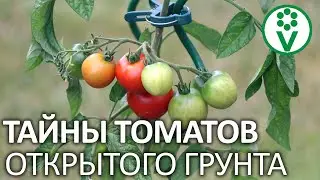 ТОМАТЫ В ОТКРЫТОМ ГРУНТЕ? ЛЕГКО! Основные моменты выращивания и ухода
