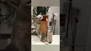 Прощай Одиссей. Спасибо за помощь в хобби)Отдыхай на радуге😘🕊️