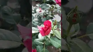 Роза Сурир де Довиль