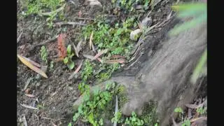Reverse Birth Intro Demo (1080P)