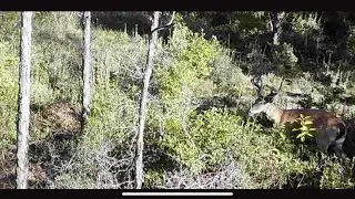 August 2021 Scouting for Deer in North Florida