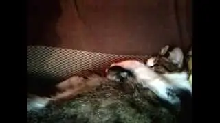 Тигровые Дети кошки Тигры