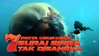 TOP 7 UBUR-UBUR SURAI SINGA, RAKSASA LAUTAN YANG MULAI BANYAK DITEMUKAN