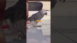 A Gang of Swearing Parrots Laugh at People at the Zoo