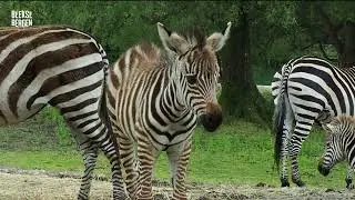 Er loopt een jonge zebra over de vlakte in het Safaripark!