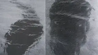 Hook Island Sea Monster