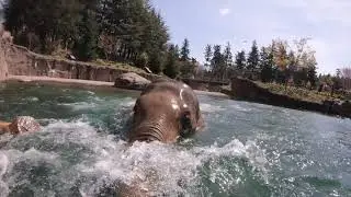 Asian Elephant Samudra Has A Pool Party