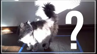Two Cats and an Invisible Cardboard Box 📦🐈🐈