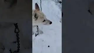 Как проверить колбасу?