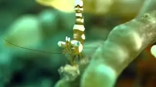 sexy shrimp