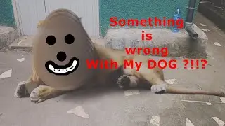 i think my Dog is changed during Quarantine - ውሻዬ በኮራኒቲን ተለዉጣለች ?