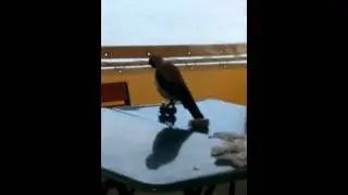 Ворона в кафе