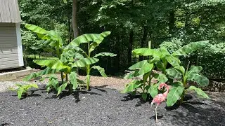 Musa basjoo banana PSA!