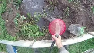 Две Абиссинки в один дебет.