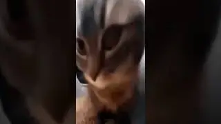 Chipi Chipi Chapa Chapa 😂