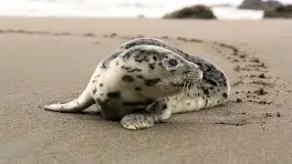 Deferent Types of Animals In This video You See