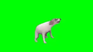 Dog Dance Green Screen